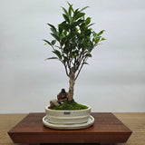 Yorkshire Bonsai Ficus Microcarpa Premium Bonsai Bundle - 16cm