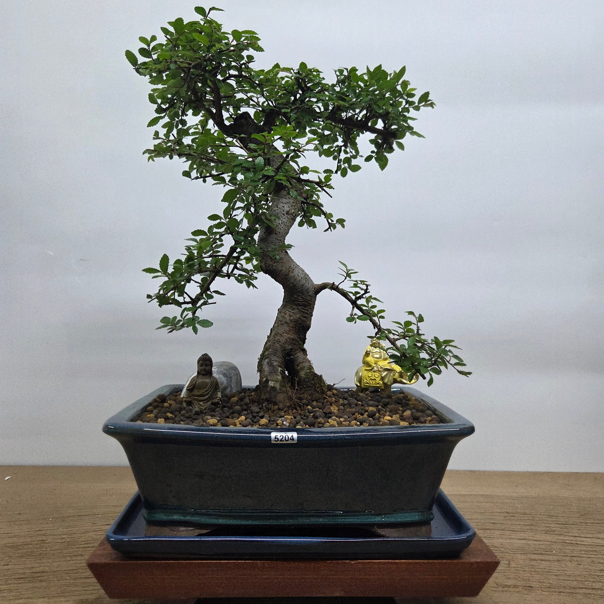 Yorkshire Bonsai Chinese Elm Bonsai Tree Bundle 31cm Pot