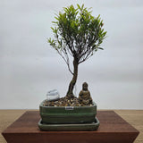Yorkshire Bonsai Brush Cherry Premium Bonsai Tree Bundle in 16cm Pot