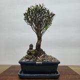 Yorkshire Bonsai Brush Cherry Bonsai Tree Bundle Broom - 16cm