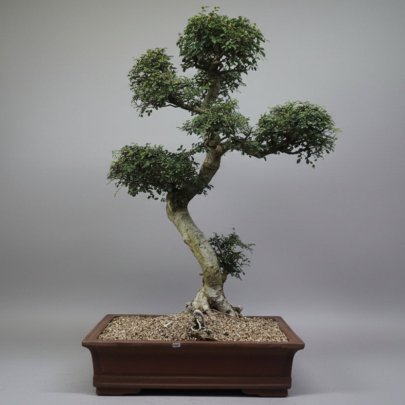 Yorkshire Bonsai Large Chinese Elm Bonsai Tree - 110cm