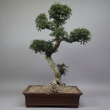 Yorkshire Bonsai Large Chinese Elm Bonsai Tree - 110cm