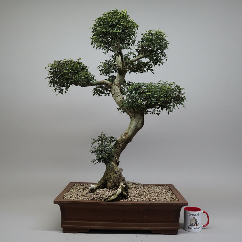 Yorkshire Bonsai Large Chinese Elm Bonsai Tree - 110cm