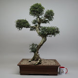 Yorkshire Bonsai Large Chinese Elm Bonsai Tree - 110cm