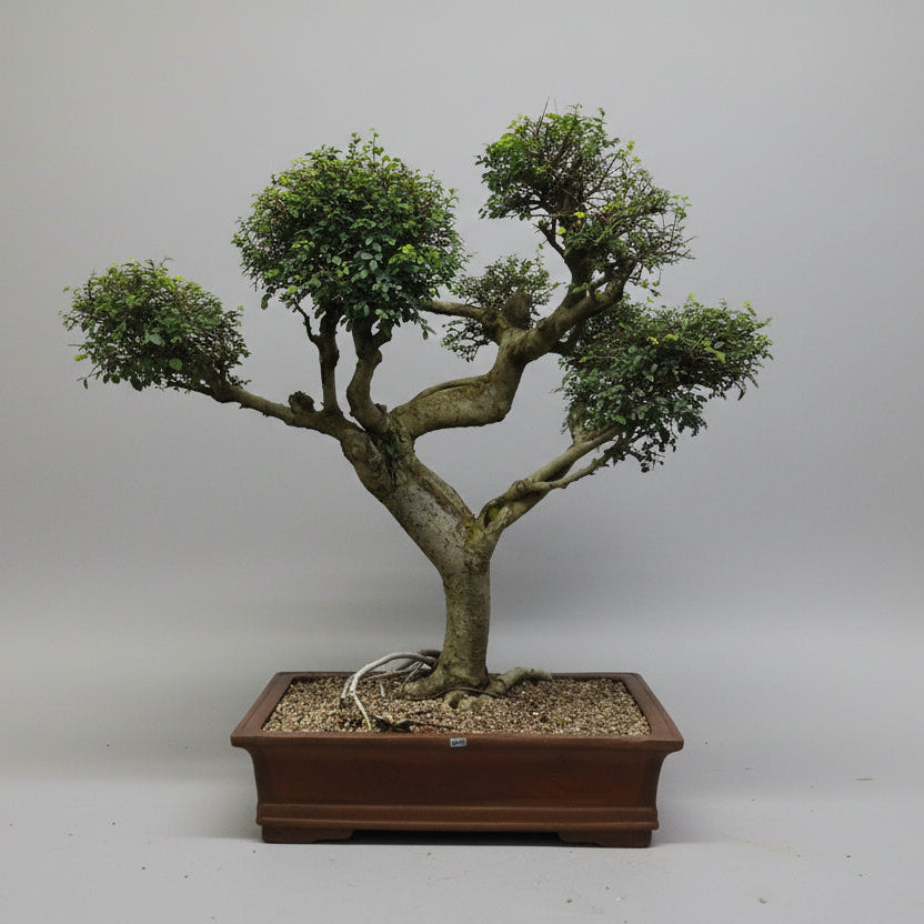 Yorkshire Bonsai Large Chinese Elm Bonsai Tree 100cm in 60cm Pot