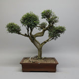 Yorkshire Bonsai Large Chinese Elm Bonsai Tree 100cm in 60cm Pot
