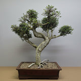 Yorkshire Bonsai Large Chinese Elm Bonsai Tree 100cm in 60cm Pot