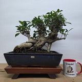Yorkshire Bonsai Ficus Microcarpa Bonsai Tree - 35cm