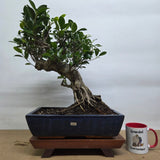 Yorkshire Bonsai Ficus Microcarpa Bonsai Tree - 35cm