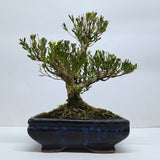 Yorkshire Bonsai Boxwood Buxus Harlandii Bonsai Tree Pot - 20cm
