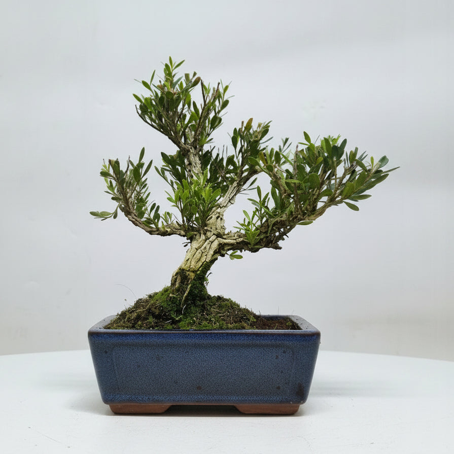 Yorkshire Bonsai Boxwood Bonsai Tree Pot Buxus Harlandii - 15cm