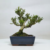 Yorkshire Bonsai Boxwood Bonsai Tree Pot Buxus Harlandii - 15cm