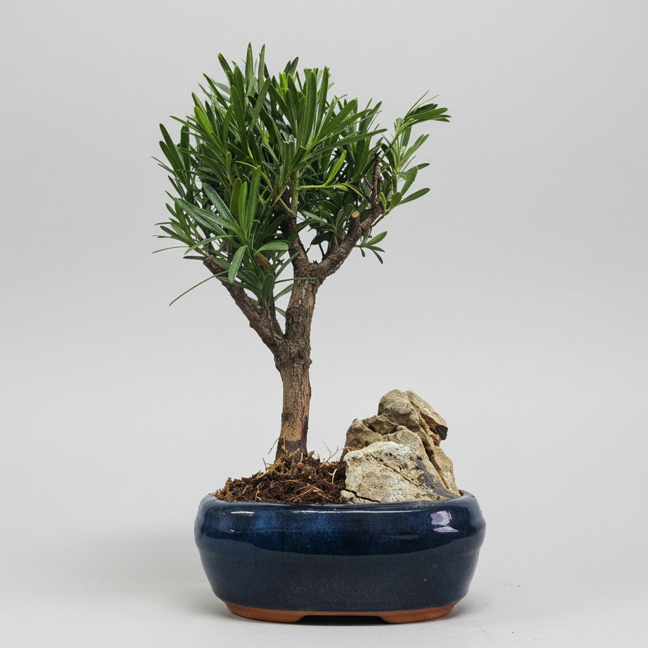 Yorkshire Bonsai Buddhist Pine Bonsai Tree Pot with Rock - 16cm