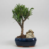 Yorkshire Bonsai Buddhist Pine Bonsai Tree Pot with Rock - 16cm