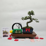 Yorkshire Bonsai Valentine’s Chinese Elm Bonsai Starter Bundle