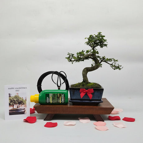Yorkshire Bonsai Valentine’s Chinese Elm Bonsai Starter Bundle