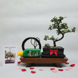 Yorkshire Bonsai Valentine’s Chinese Elm Bonsai Starter Bundle