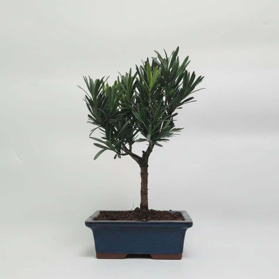 Yorkshire Bonsai Buddhist Pine Podocarpus Micro Bonsai Tree 15cm Pot