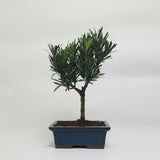 Yorkshire Bonsai Buddhist Pine Podocarpus Micro Bonsai Tree 15cm Pot