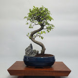 Yorkshire Bonsai Chinese Elm Bonsai Tree - 20cm