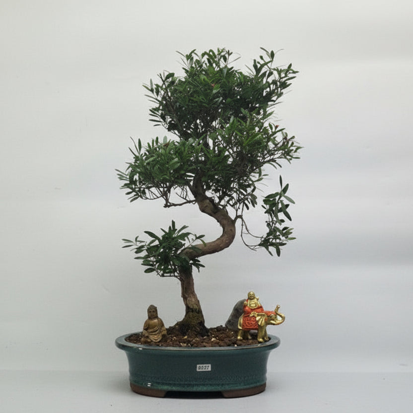 Yorkshire Bonsai Brush Cherry Syzygium Premium Bonsai Tree Bundle - 26cm