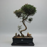 Yorkshire Bonsai Brush Cherry Bonsai Tree Bundle, Syzygium in 26cm Pot
