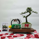 Yorkshire Bonsai Valentine’s Chinese Elm Bonsai Starter Bundle