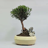Yorkshire Bonsai Brush Cherry Tree Pot with Rock Indoor - 16cm