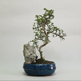 Yorkshire Bonsai Chinese Pepper Bonsai Tree 20cm Pot