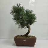 Yorkshire Bonsai Japanese White Pine Bonsai Tree Pot - 25cm
