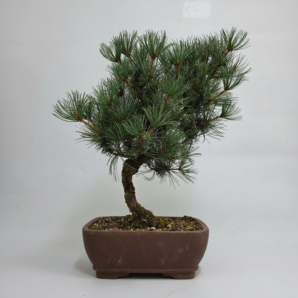 Yorkshire Bonsai Japanese White Pine Bonsai Tree Pot - 25cm