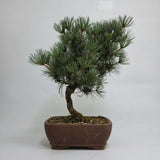 Yorkshire Bonsai Japanese White Pine Bonsai Tree Pot - 25cm