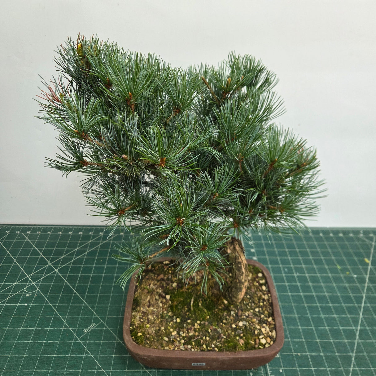 Yorkshire Bonsai Japanese White Pine Bonsai Tree Pot - 25cm