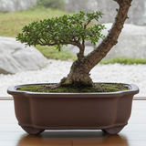 Yorkshire Bonsai Unglazed Floral Bonsai Pot Brown - 20cm