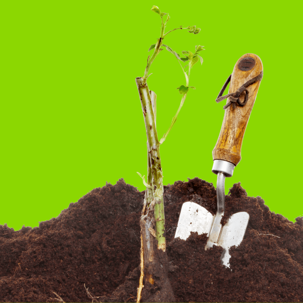 Dandy’s Bloom & Root® Rose Blend Topsoil