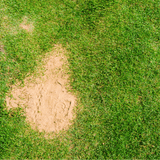 Dandy's Horticultural Silica Sand