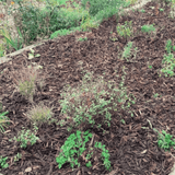 Dandy’s Landscaping Garden Bark Mulch