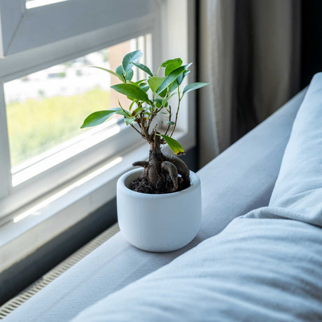 Gloria Home Concrete Big Dolphin Plant Pot