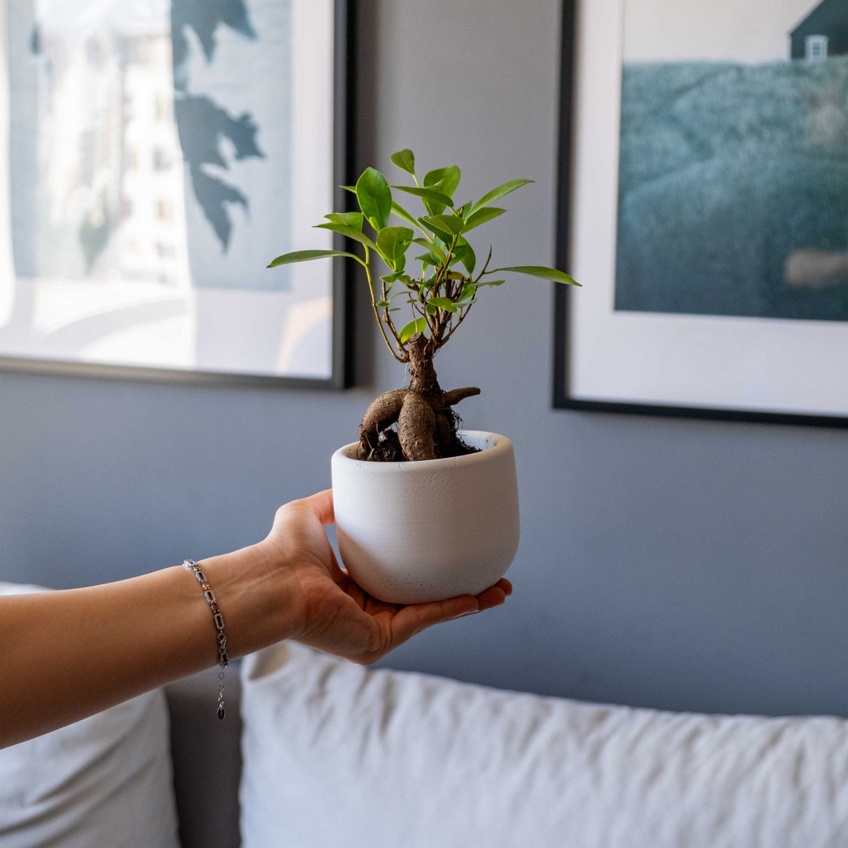 Gloria Home Concrete Big Dolphin Plant Pot