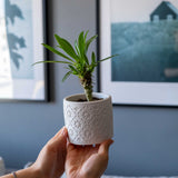 Gloria Home White Concrete Radius Plant Pot