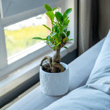 Gloria Home White Concrete Ivy Pot & Green Planter