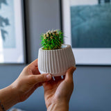 Gloria Home White Concrete Mug Plant Pot