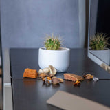 Gloria Home Small White Concrete Dolphin Pot