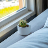 Gloria Home Small White Concrete Dolphin Pot