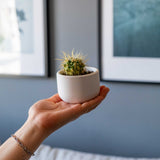 Gloria Home Small White Concrete Dolphin Pot