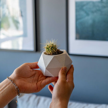 Gloria Home White Concrete Polygonal Pot