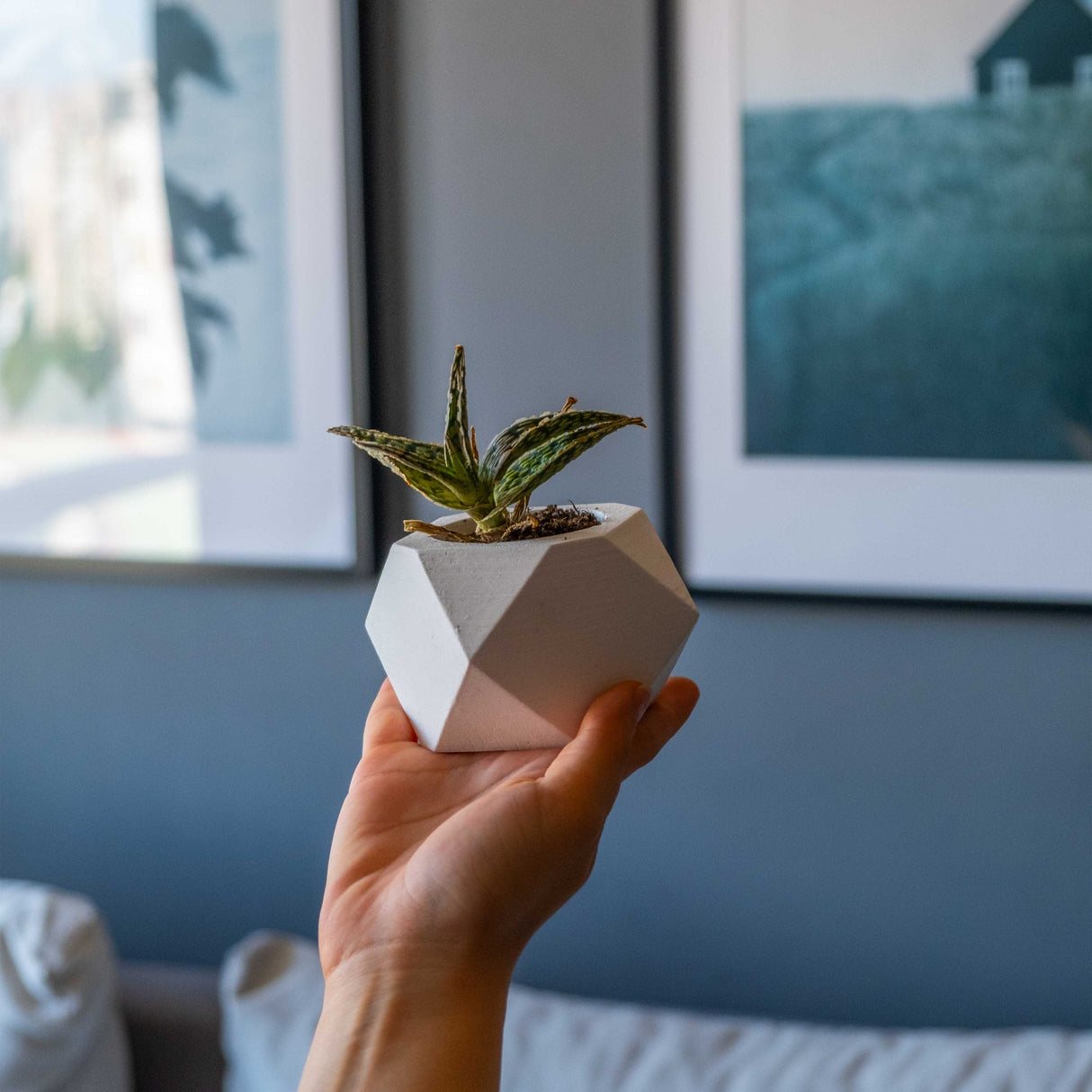 Gloria Home White Concrete Hexagonal Plant Pot