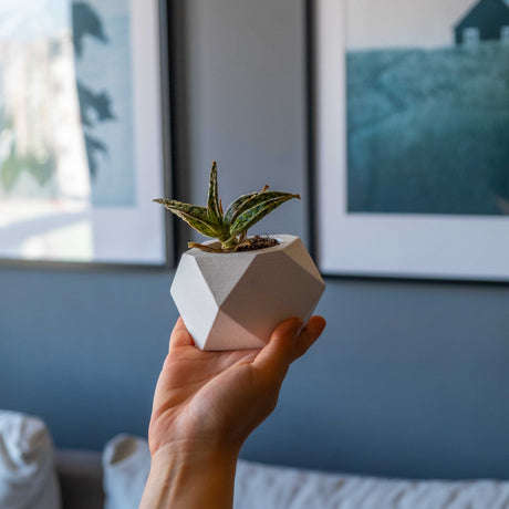 Gloria Home White Concrete Hexagonal Plant Pot