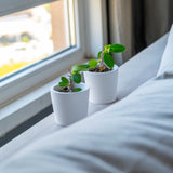 Gloria Home White Concrete Blossom Plant Pot