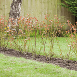 Dandy’s Bloom & Root® Rose Blend Topsoil